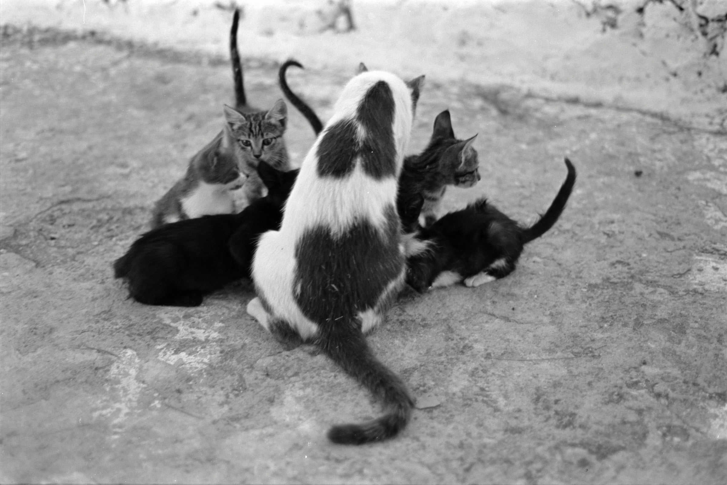 AHP F1991 09 003 sc240914 img09 NLP